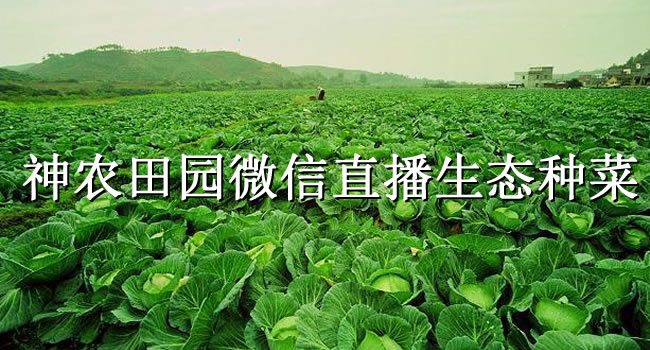 神农田园微信直播生态种菜